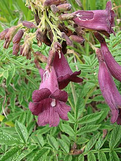 <i>Jacaranda rufa</i> Species of tree