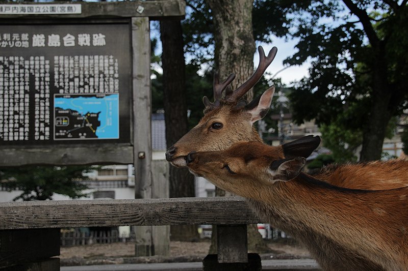 File:Japan - Miyajima - Deer (2).jpg