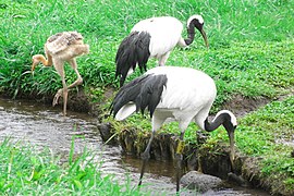 Japanese Crane at Kushiro (2753243509).jpg