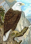Белоголовый орлан из Naturgeschichte der Vögel Mitteleuropas