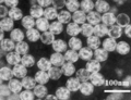 Miniatura para Mycoreovirus