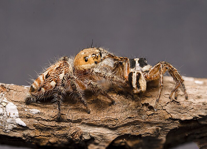 File:JumpingSpider hunt macrogiants A.jpg