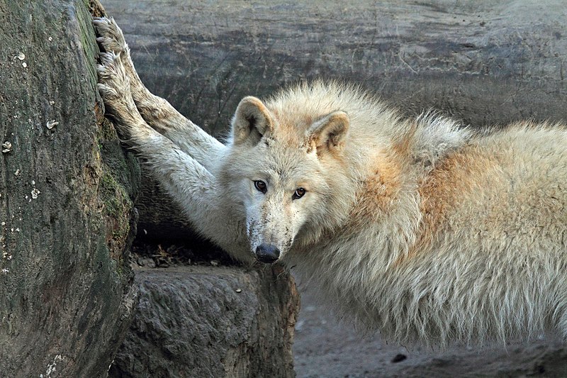 File:Junger Polarwolf.jpg