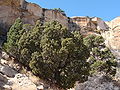 Juniperus osteosperma and P. edulis, Serpents Trail, Colorado National Monument