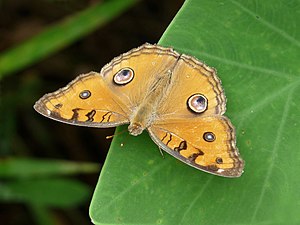 Junonia almana (Peacock Pansy)