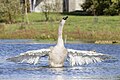 * Nomination A juvenile mute swan (Cygnus olor) bathing. --Alexis Lours 19:36, 29 October 2023 (UTC) * Promotion  Support Good quality. --Jakubhal 19:48, 29 October 2023 (UTC)