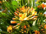 Kalanchoe blossfeldiana.jpg