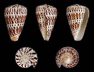 <i>Conus byssinus</i> Species of sea snail