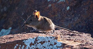 <span class="mw-page-title-main">Karoo rock elephant shrew</span> Species of mammal