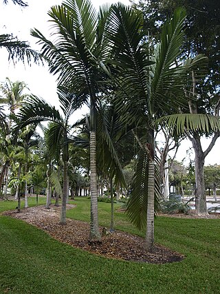 <i>Kentiopsis oliviformis</i> Species of palm