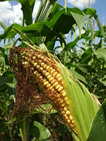 Kisoroszi, zrající kukuřice.JPG