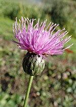 Vignette pour Klasea lycopifolia