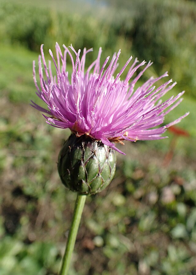 Description de l'image Klasea lycopifolia kz02.jpg.