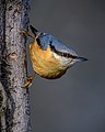 * Nomination Eurasian nuthatch (Sitta europaea) --Stephan Sprinz 07:21, 2 May 2023 (UTC) * Promotion  Support Good quality. --Halavar 09:46, 2 May 2023 (UTC)