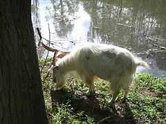 Košice ZOO 10.jpg