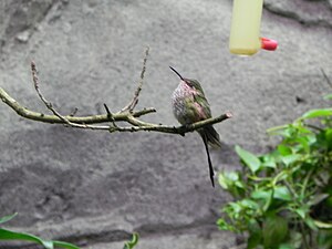 Weltvogelpark Walsrode: Anlagen, Zuchtprogramme, Geschichte