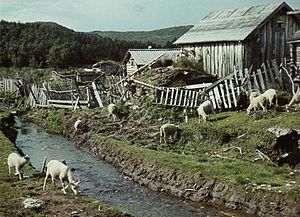 Skoltbosättning i Kolttaköngäs (Borisoglebsk) i Petsamo i dåvarande Finland, sommaren 1939