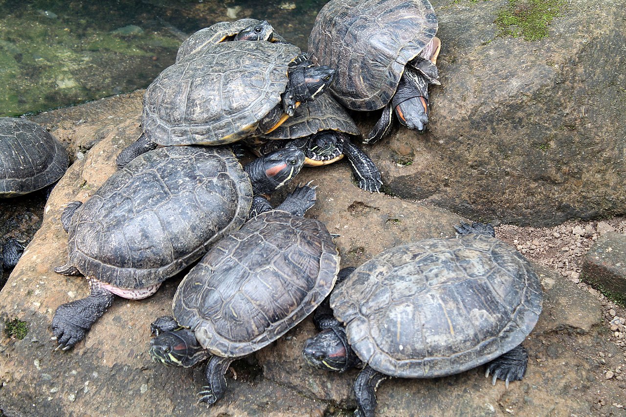 File Kura Kura Brazil Trachemys Scripta Elegans Bandung Zoo 1 Jpg Wikimedia Commons