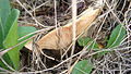 Lactarius deliciosus mushrooms (κουμαρίτες). Often grow under strawberry trees.