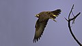 Laggar Falcon begins a swoop at Tal Chhapar Sanctuary, (India)