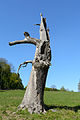 * Nomination Dead oak tree (Quercus) in Lainzer Tiergarten, Vienna --Uoaei1 08:34, 1 May 2016 (UTC) * Promotion Good quality. --Livioandronico2013 08:35, 1 May 2016 (UTC)