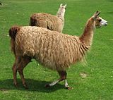 Lama glama 01 by Line1.jpg 