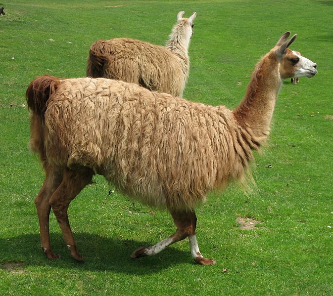 File:Lama glama 01 by Line1.jpg