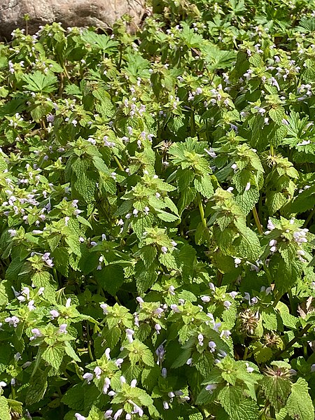 File:Lamium purpureum (2023).jpg