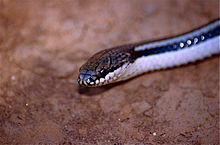 Lamprophiid Snake (Liophidium vaillanti) fundet af Jean NICOLAS (10295571326) .jpg