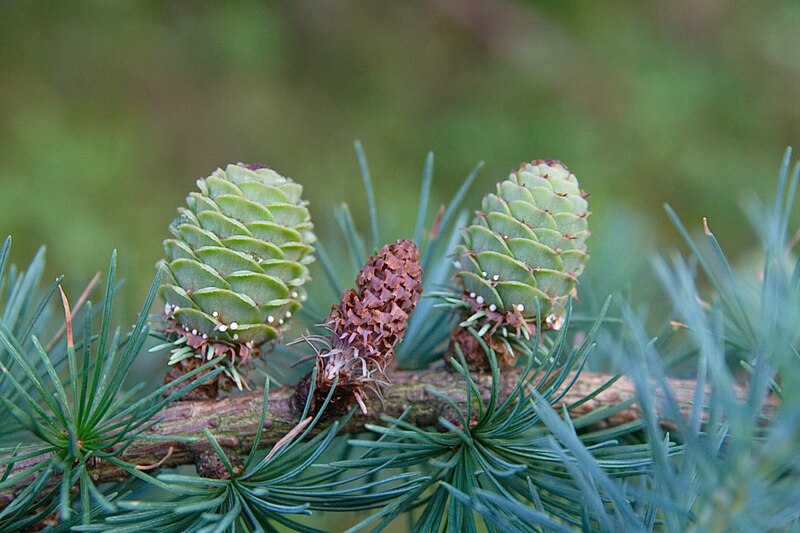 File:Larch Cones.jpg