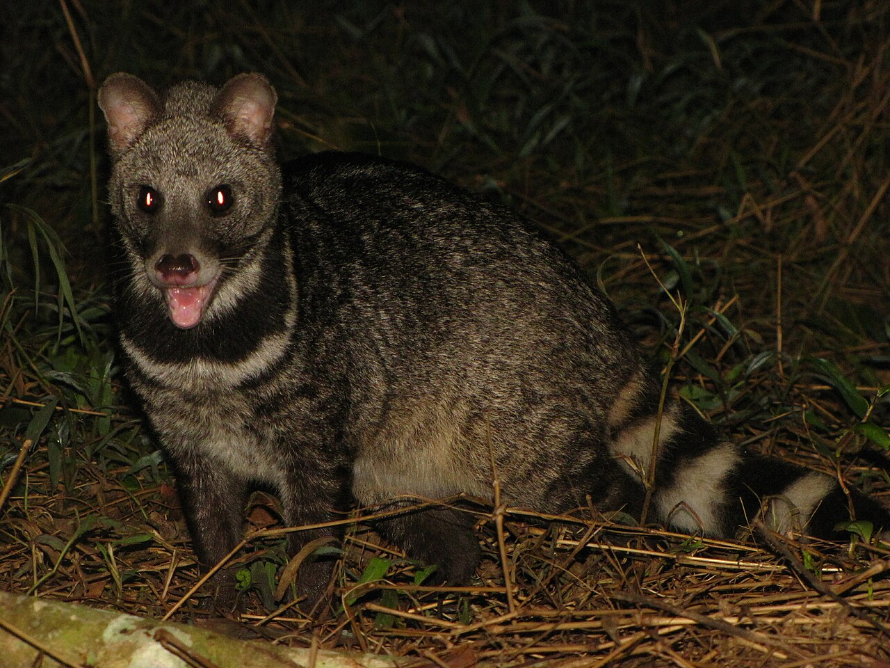 File:Large Indian Civet Namdapha1.jpg - Wikimedia Commons