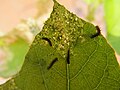 Larvae of Towny Coster(Acraea terpsicore) in the leaf of Passiflora foetida WLB IMG 4715.jpg