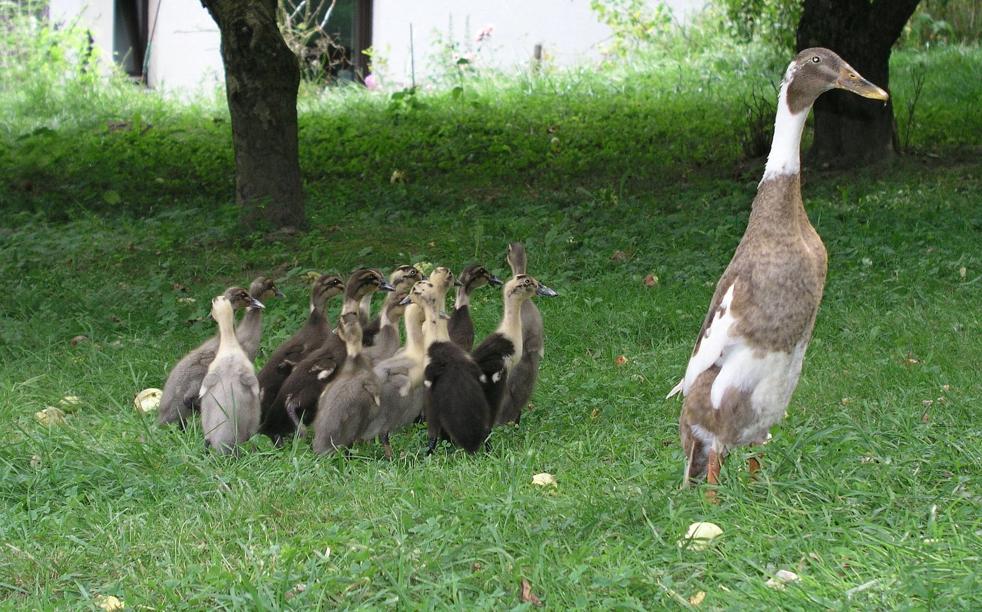 Cane avec ses petits