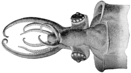Leachia cyclura