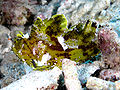 Green leaf scorpionfish
