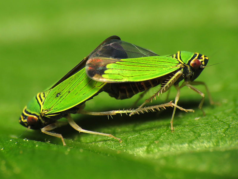 File:Leafhoppers Mating (14269267347).jpg