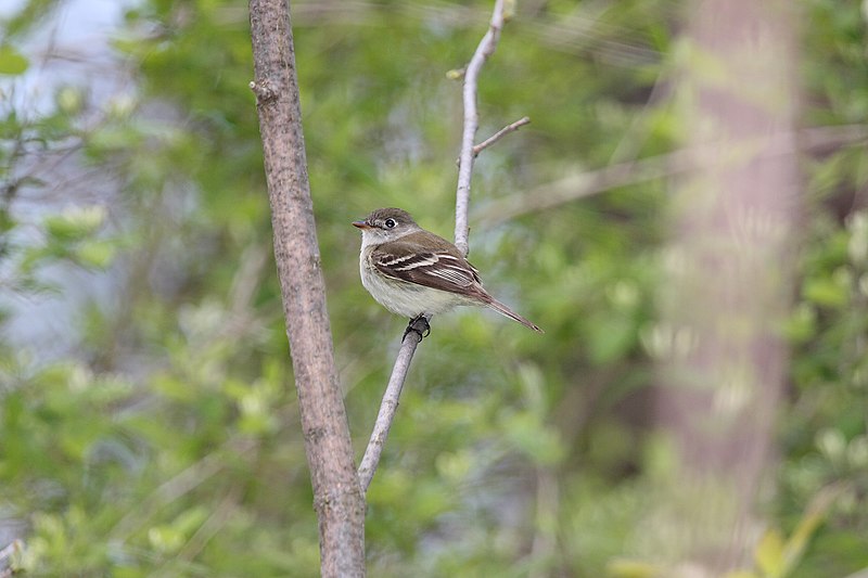 File:Least Flycatcher (Empidonax minimus) (4687956236).jpg