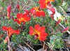 Lechenaultia formosa, Cranbourne Botanic Gardens