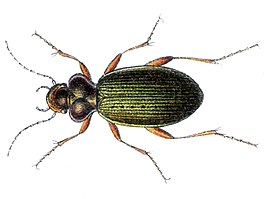 Leistus nitidus