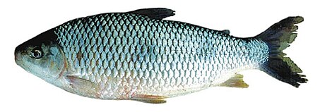 Megaleporinus