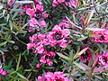 Leptospermum scoparium Manuka o árbol del té