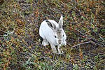 Lepus arcticus için küçük resim