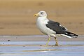 * Nomination A lesser black-backed gull (Larus fuscus) in winter plumage. --Alexis Lours 18:54, 1 November 2023 (UTC) * Promotion  Support Good quality. --Tagooty 01:12, 2 November 2023 (UTC)