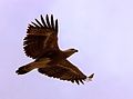 Lesser fish eagle.jpg