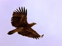 Lesser fish eagle.jpg