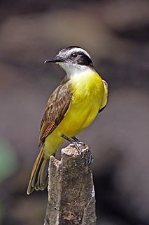 Lesser kiskadee Species of bird