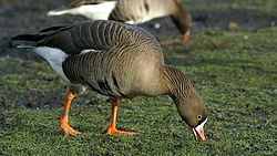 Lesser white fronted goose (Anser erythropus) (1).JPG