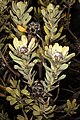 Leucadendron pubescens 5Dsr 0869.jpg