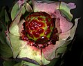 Leucadendron tinctum 1DS-II 3-5481.jpg