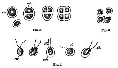 Figs. 5 to 7 represent successive stages observed in the life-history of Protococci scraped from the bark of a tree. Fig. 5.—A group in the dried state, illustrating method of division. Fig. 6.—One of the above after two days' immersion in water. Fig. 7.—Various phases in the later motile stage assumed by the above specimens. The nucleus is denoted by nc; the cell wall by cw; and the coloring-matter by the dark spot. On the left of Fig. 7 an individual may be seen that is devoid of a cell wall.